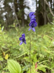 Aconitum delphiniifolium