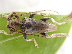 Tetrorea cilipes