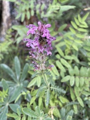 Pedicularis verticillata