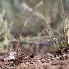 Tripogonella loliiformis