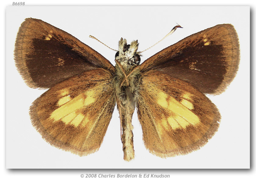 Mulberrywing