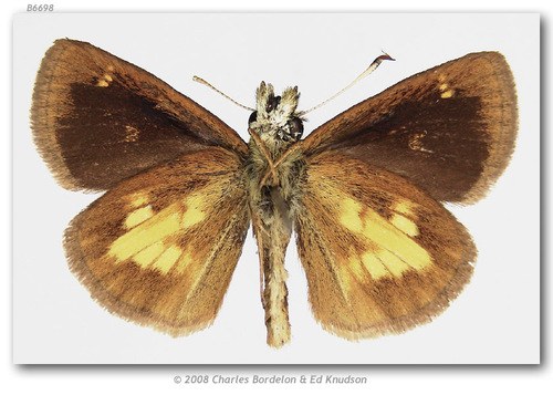 Mulberrywing