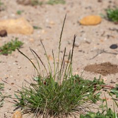 Tripogonella loliiformis