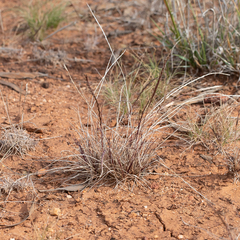 Tripogonella loliiformis