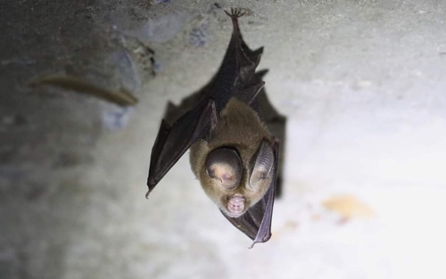 Exotic Roundleaf Bat (Hipposideros gentilis) — Least Concern Mammalia