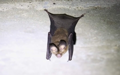 Hipposideros gentilis