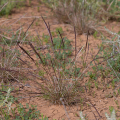 Tripogonella loliiformis
