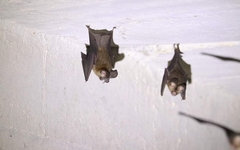 Hipposideros gentilis