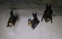 Hipposideros gentilis