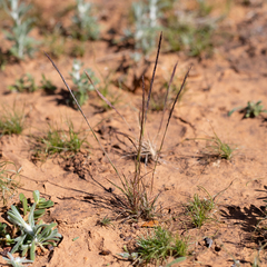 Tripogonella loliiformis