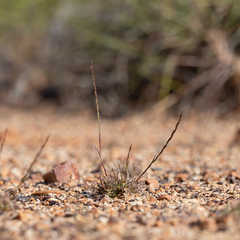 Tripogonella loliiformis