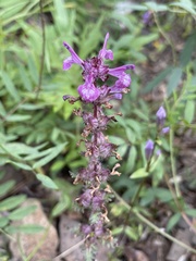 Pedicularis verticillata
