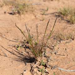 Tripogonella loliiformis