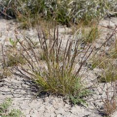 Tripogonella loliiformis