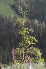 Picea glauca × engelmannii