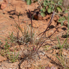 Tripogonella loliiformis