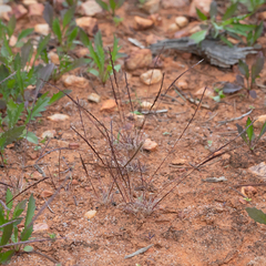 Tripogonella loliiformis