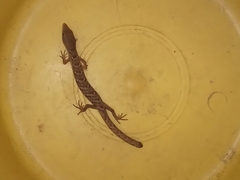 Gerrhonotus ophiurus