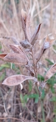 Thermopsis alterniflora