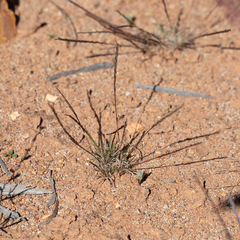 Tripogonella loliiformis