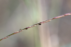 Tripogonella loliiformis