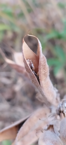 Image of Thermopsis Alterniflora (Thermopsis alterniflora) by no rights reserved