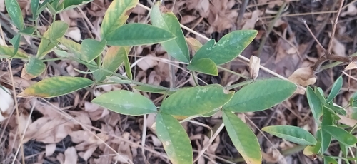 Image of Thermopsis Alterniflora (Thermopsis alterniflora) by no rights reserved
