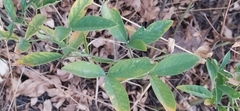 Thermopsis alterniflora