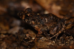 Oreobates cruralis