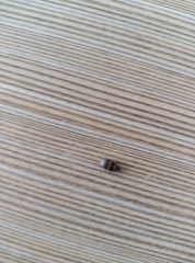 Attagenus fasciatus