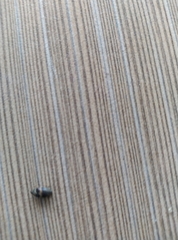 Attagenus fasciatus