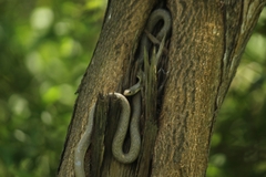 Platyceps plinii