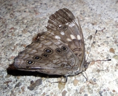 Asterocampa celtis