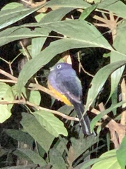 Trogon viridis