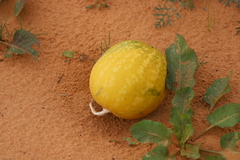 Citrullus amarus