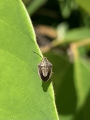 Aeliomorpha