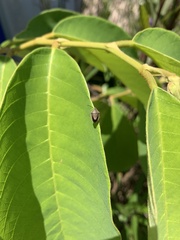 Aeliomorpha