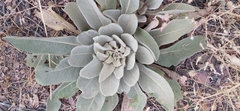 Verbascum songaricum