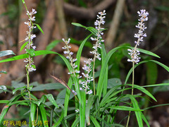 Ophiopogoneae