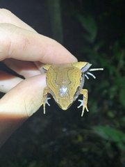 Hamptophryne boliviana