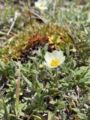Dryas ajanensis