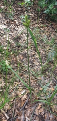 Cyperus fendlerianus