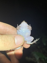 Hamptophryne boliviana