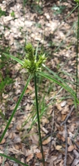 Cyperus fendlerianus
