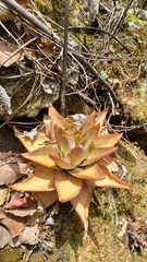 Echeveria dactylifera