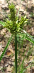 Cyperus fendlerianus