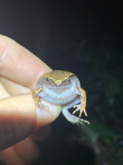 Hamptophryne boliviana