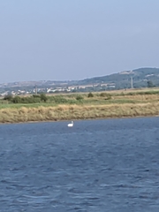 Pelecanus onocrotalus