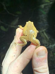 Hamptophryne boliviana