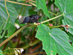 Cryptotympana holsti